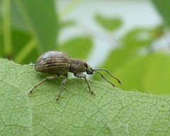 Calomycterus setarius