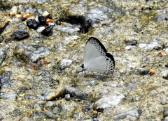 Lycaenopsis haraldus