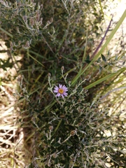 Athrixia phylicoides