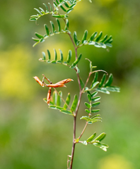 Vicia nervata