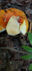 Russula aurea