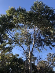 Eucalyptus megacarpa