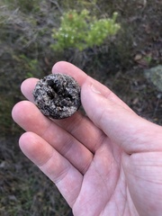 Eucalyptus megacarpa