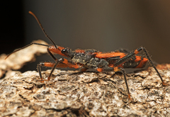 Havinthus rufovarius