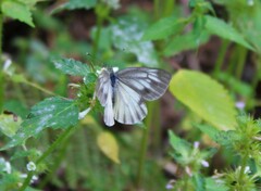 Pieris bryoniae