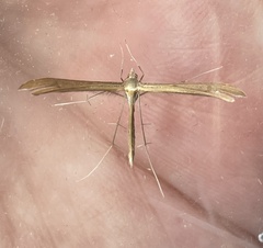 Stenoptilia pterodactyla