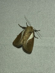 Prolimacodes trigona