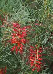 Grevillea dielsiana