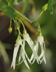 Anthocercis genistoides