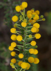 Acacia idiomorpha