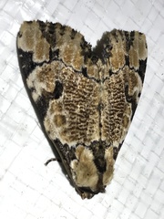 Stibaera thyatiroides