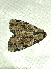 Stibaera thyatiroides