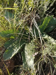 Schizocarphus nervosus