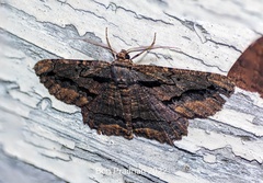 Menophra subplagiata