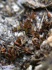 Aloina
