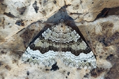 Colostygia aptata