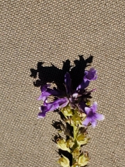 Anarrhinum bellidifolium