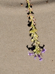Anarrhinum bellidifolium