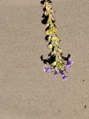 Anarrhinum bellidifolium
