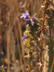 Anarrhinum bellidifolium