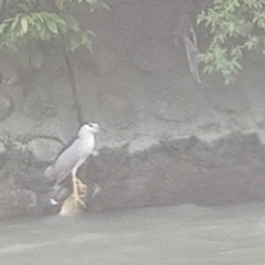 Nycticorax nycticorax