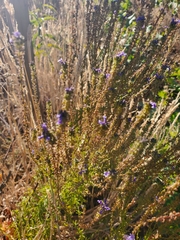 Anarrhinum bellidifolium