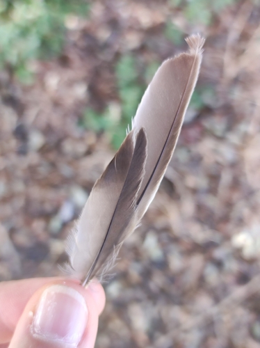 Plume de Moineau soulcie