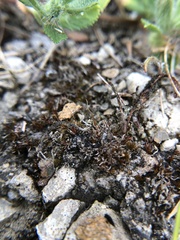 Aloina