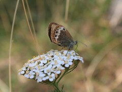 Coenonympha gardetta darwiniana