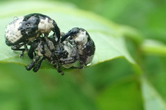 Sternuchopsis trifida