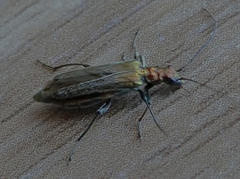 Oedemera nobilis