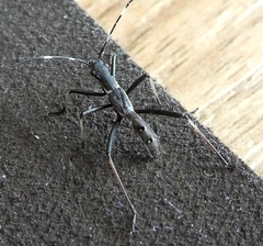 Heteroptera