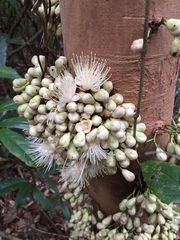 Syzygium cormiflorum
