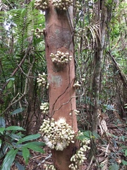 Syzygium cormiflorum