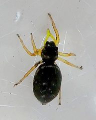 Heliophanus