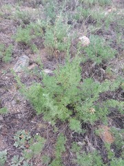 Artemisia obtusiloba subviscosa