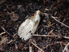 Mutinus cartilagineus