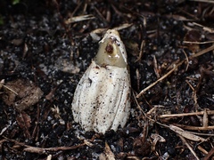 Mutinus cartilagineus