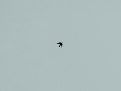 Psalidoprocne nitens