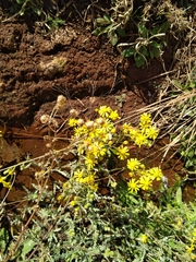 Osteospermum muricatum