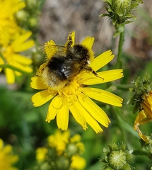 Bombus jonellus