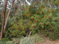 Grevillea dielsiana