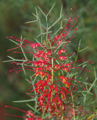 Grevillea dielsiana