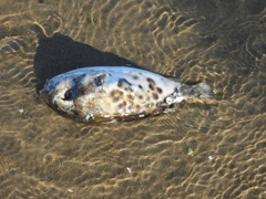 Contusus brevicaudus