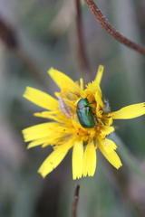 Cryptocephalus aureolus