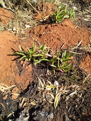 Carpobrotus dimidiatus