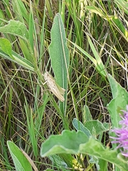 Chorthippus albomarginatus