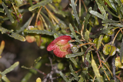 Dodonaea lobulata