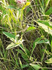 Chorthippus albomarginatus