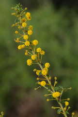 Acacia comans